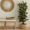 Kenay Home Ficus