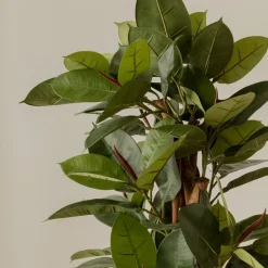 Kenay Home Ficus
