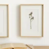 Kenay Home Limonium