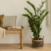 Kenay Home Zamioculcas