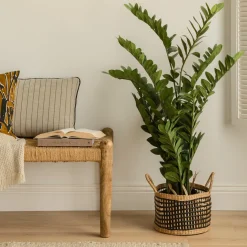 Kenay Home Zamioculcas