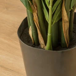 Kenay Home Zamioculcas